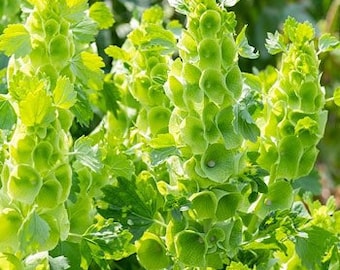 50 seeds Bells of Ireland - Shellflower Moluccella laevis