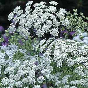 50 samen Queen Anne’s Lace - Ammi majus White - einjährig