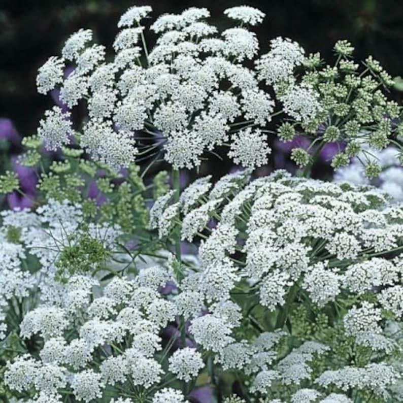 50 seeds Queen Annes Lace Ammi majus White annual image 1