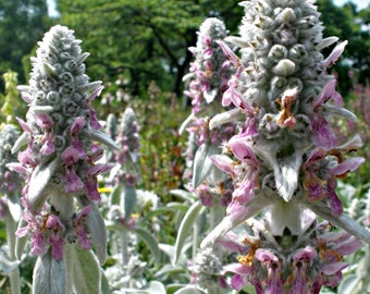 + 50 zaden Lamsoor (Stachys Byzantina Lanata) - Vaste plant