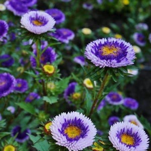 50 +samen schöne Blue Moon China Astern