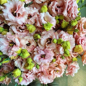 15 seeds apricot Lisianthus