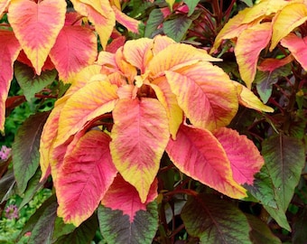 50 samen Amaranthus Samen - Tricolor