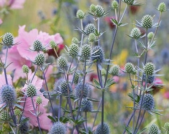 May include: A vibrant garden scene featuring a variety of flowers. The image showcases spiky, blue globe thistles and delicate pink blooms, set against a soft, blurred background of green and yellow hues. The composition highlights the natural beauty of the floral arrangement.