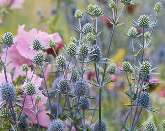 25 seeds Sea Holly Blue star Eryngium Planum