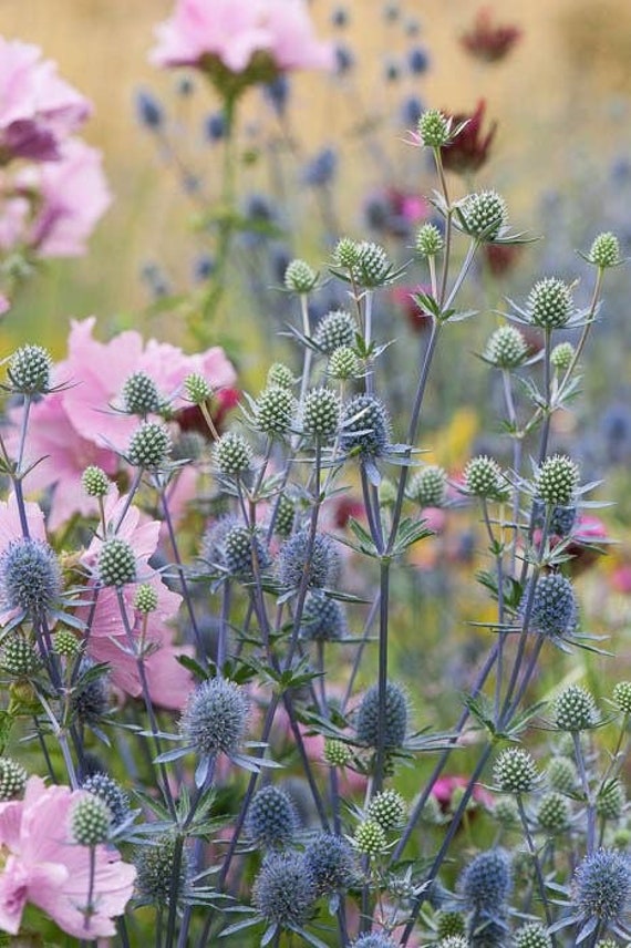 35 semi di Eryngium planum, stella marina