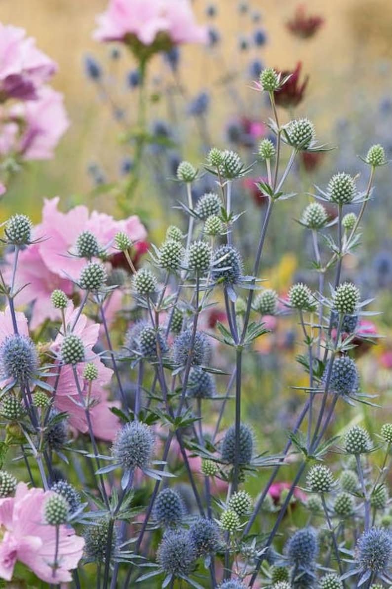 25 Seeds Sea Holly Blue Star Eryngium Planum Etsy