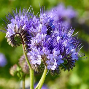 100+seeds Fiddleneck / Lacy Phacelia (Phacelia tanacetifolia)