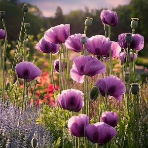 100 +seeds  Hungarian Blue poppies