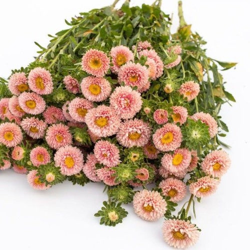 30 seeds lovely China Aster Matsumoto Apricot