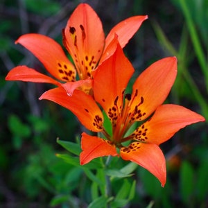 10 seeds Rare wild Prairie Lily Lilium philadelphicum