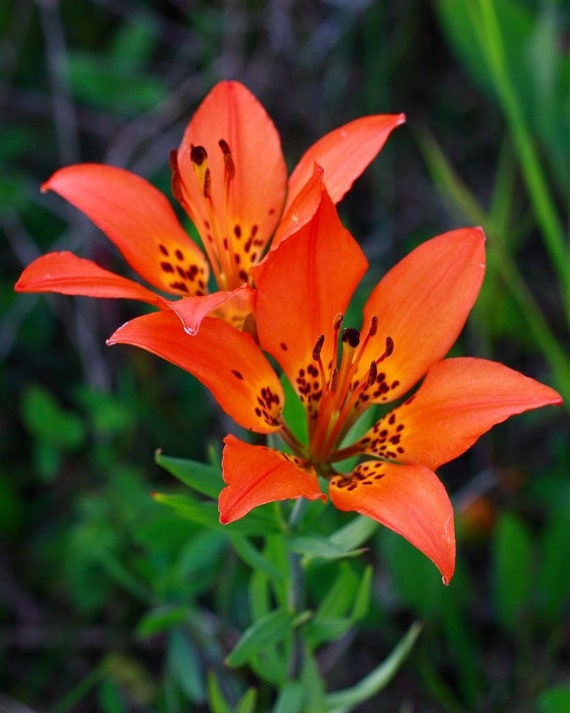 10 Seeds Rare Wild Prairie Lily Lilium Philadelphicum - Etsy