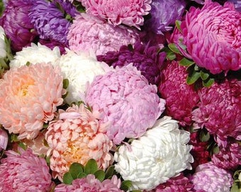 May include: A close-up of a vibrant collection of aster flowers in full bloom. The flowers display a range of colors, including shades of pink, purple, white, and peach. The petals are densely packed, creating a textured appearance.