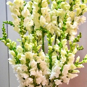50+ Samen Elegante Cottage Gartenblume Heirloom Weiß Löwenmäulchen Antirrhinum Majus Samen