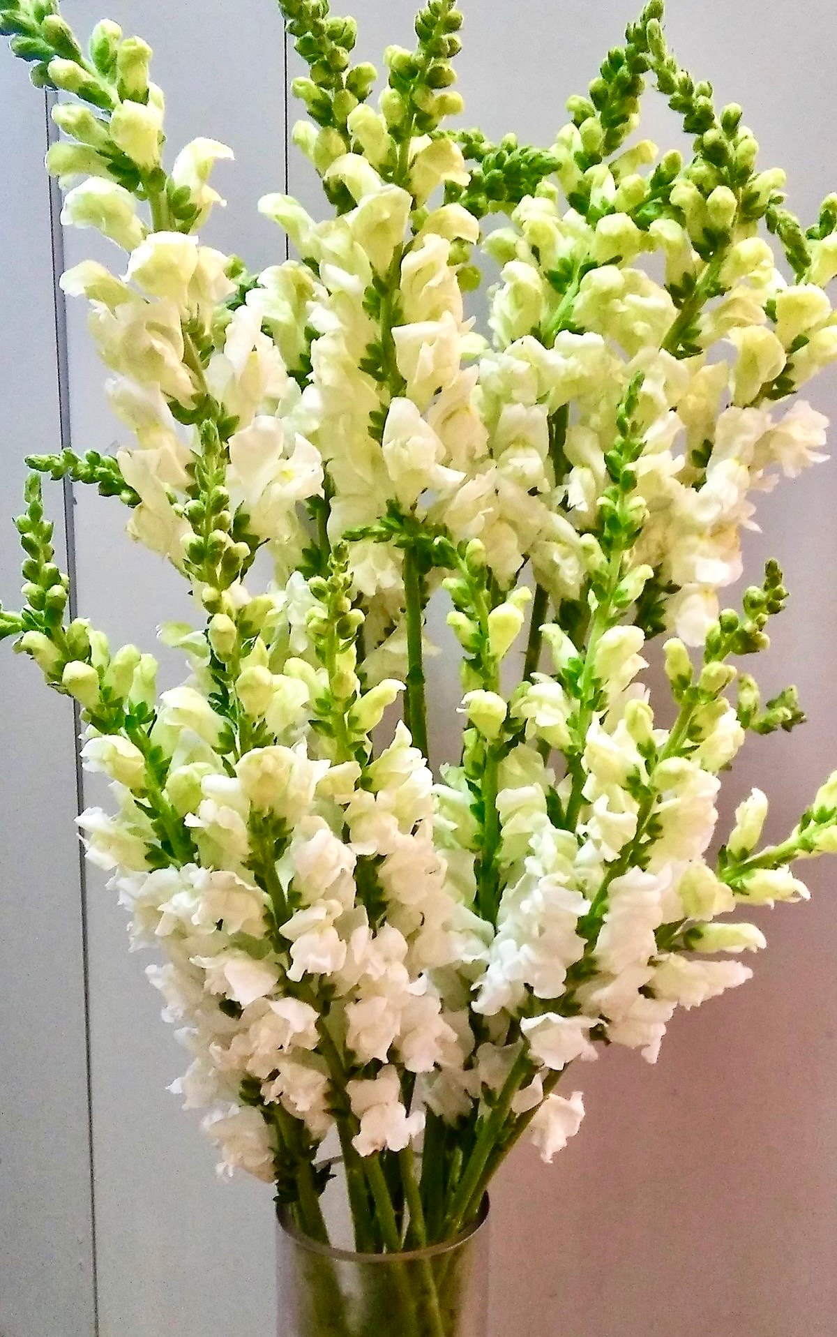 50+ seeds Elegant cottage Garden flower Heirloom White Snapdragon Antirrhinum majus Seeds