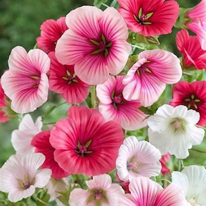 May include: A close-up of a collection of colourful flowers in shades of pink, red, and white. The petals are delicate and layered, with a darker hue towards the centre. The flowers have a soft, textured appearance, creating a visually appealing floral arrangement.