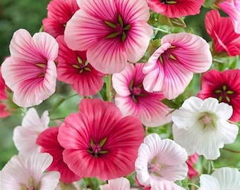 40 seeds Lavatera Rose Mallow Loveliness mix white, pink, rose