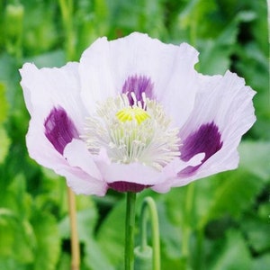 50 +seeds Giant white purple poppies Papaver somniferum