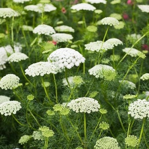 50 seeds Queen Annes Lace Ammi majus White annual image 6