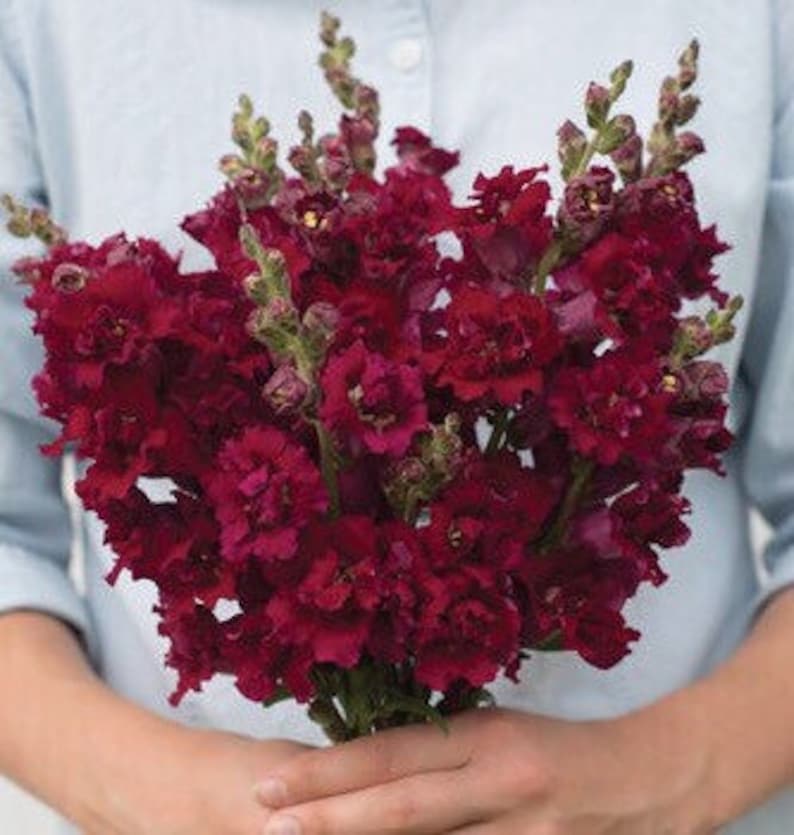 100seeds Burgundy Snapdragons Antirrhinum majus Etsy
