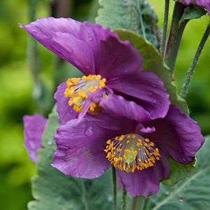 15 seeds Violet Poppy Himalayan Meconopsis Betonicifolia image 3