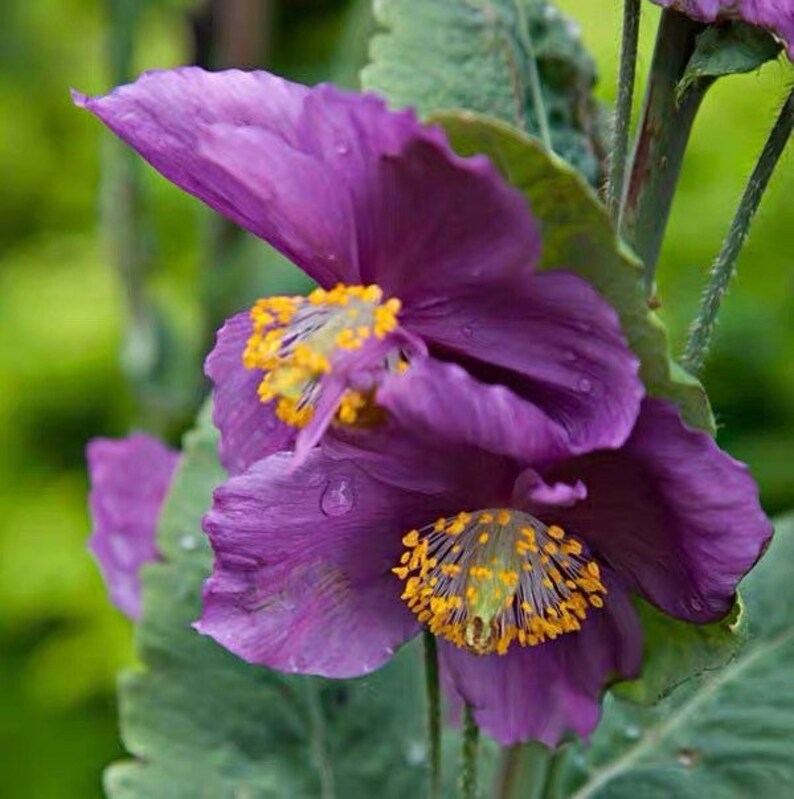 10 Mixed Himalayan Poppy Seeds – Blue, Red, Violet Meconopsis Napaulensis Flowers