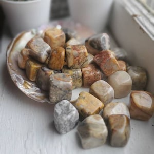May include: A collection of polished, tumbled stones in shades of tan, brown, and gray. The stones are displayed in a decorative shell and scattered on a white surface. Two small potted plants are in the background.