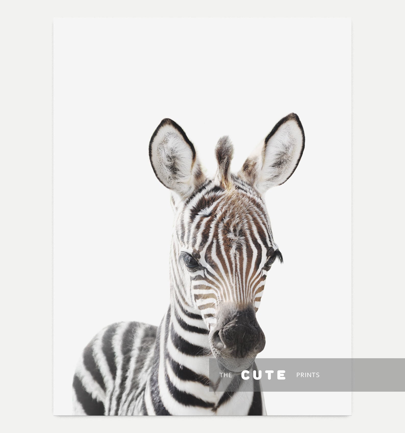 Zebra Print Nursery Baby Animal Prints Printable Wall Art Etsy