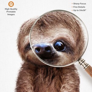 May include: A close-up of a sloth's face with a magnifying glass over its eye. The sloth has brown fur and a black nose. The magnifying glass is round and has a wooden handle.