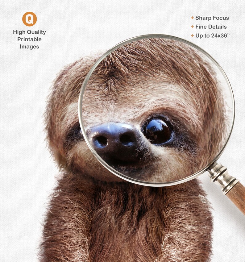 May include: A close-up of a sloth's face with a magnifying glass over its eye. The sloth has brown fur and a black nose. The magnifying glass is round and has a wooden handle.