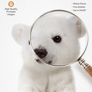 Puede incluir: Primer plano de la cara de un cachorro de oso polar blanco, con una lupa sobre su ojo. La lupa muestra el detalle del pelaje y el ojo. El texto "High Quality Printable Images" est&aacute; en la esquina superior izquierda de la imagen.