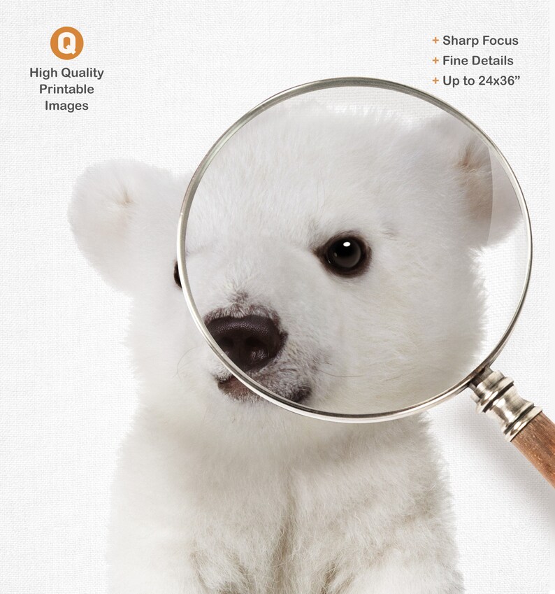 Puede incluir: Primer plano de la cara de un cachorro de oso polar blanco, con una lupa sobre su ojo. La lupa muestra el detalle del pelaje y el ojo. El texto "High Quality Printable Images" est&aacute; en la esquina superior izquierda de la imagen.