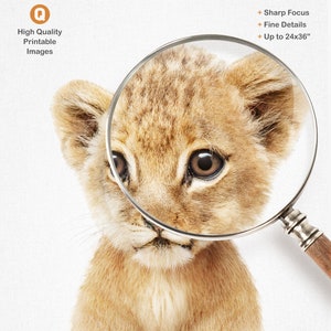 Peut inclure: Un gros plan sur le visage d'un lionceau, avec une loupe mettant en &eacute;vidence ses traits. L'image est de haute qualit&eacute; et imprimable jusqu'&agrave; 61x91 cm.