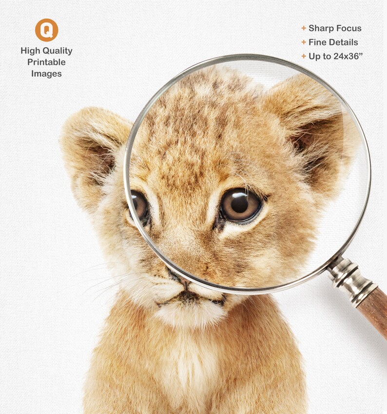 Peut inclure: Un gros plan sur le visage d'un lionceau, avec une loupe mettant en &eacute;vidence ses traits. L'image est de haute qualit&eacute; et imprimable jusqu'&agrave; 61x91 cm.