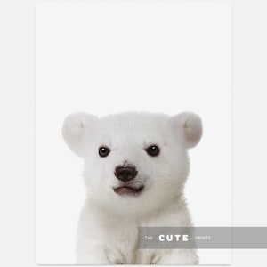 Puede incluir: Un retrato de cerca de un cachorro de oso polar blanco con ojos negros y nariz negra. El cachorro est&aacute; mirando directamente a la c&aacute;mara. El fondo es blanco.