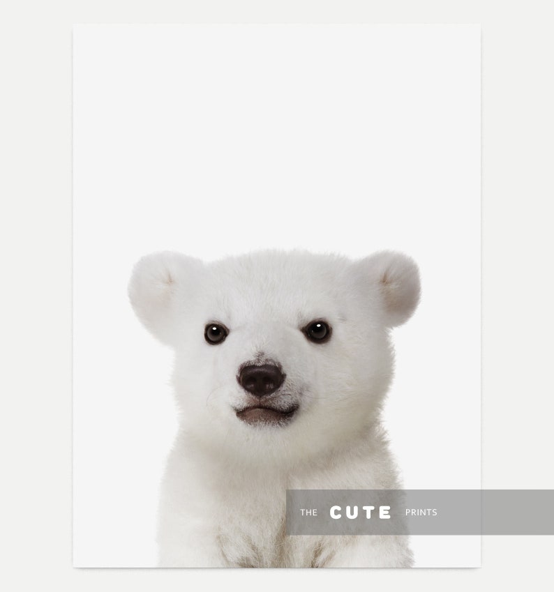 Puede incluir: Un retrato de cerca de un cachorro de oso polar blanco con ojos negros y nariz negra. El cachorro est&aacute; mirando directamente a la c&aacute;mara. El fondo es blanco.