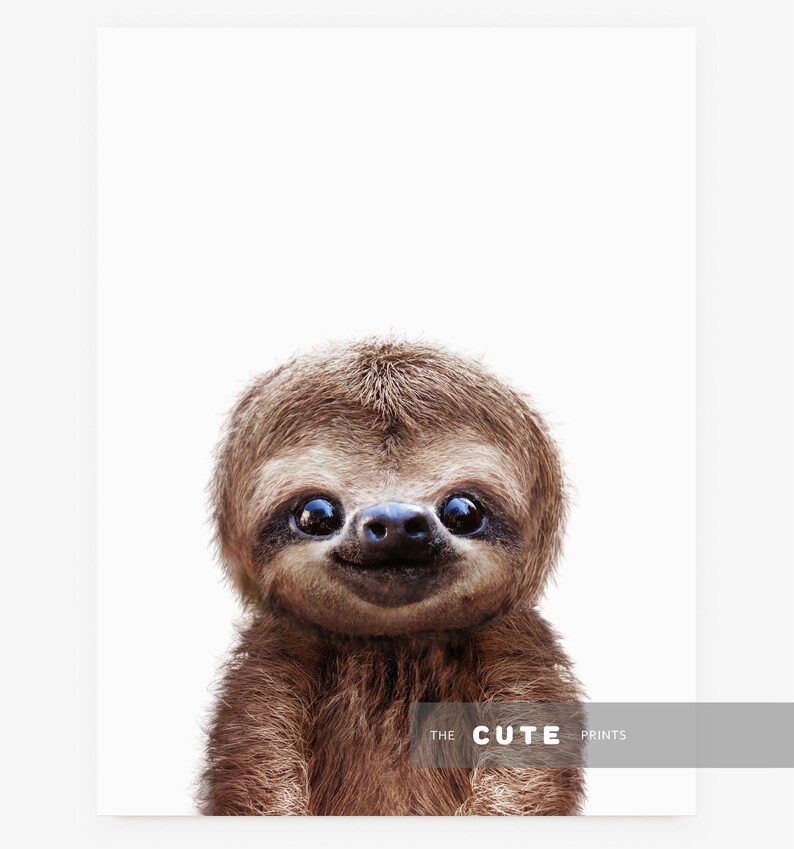 May include: A close-up of a brown sloth with big, round eyes and a small, black nose. The sloth is looking directly at the camera with a friendly expression. The background is white.