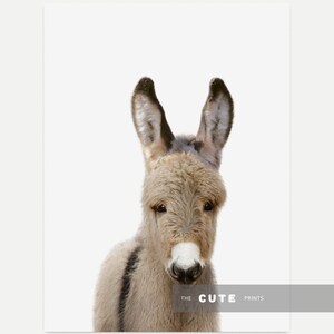 May include: A close-up portrait of a brown and grey donkey with large ears. The donkey is looking directly at the camera with a curious expression. The background is white.