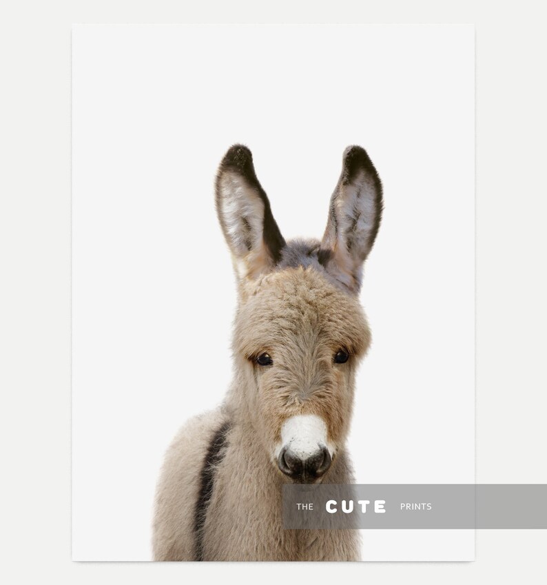 May include: A close-up portrait of a brown and grey donkey with large ears. The donkey is looking directly at the camera with a curious expression. The background is white.