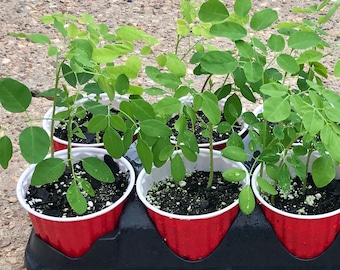Moringa Live plants  4" to 18" Tall, Free ship W/O Leaves, Bai Ma Loom, Ma loom, Moringa Oleifera,
