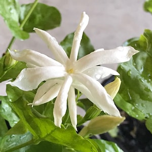 Jasmine Belle of India Live plants, Double layer flower, Arabian Jasmine Sambac, iruvaatchi