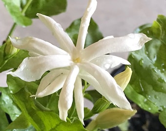 Jasmine Belle of India Live plants, Double layer flower, Arabian Jasmine Sambac, iruvaatchi