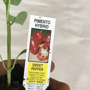 May include: A small green pepper plant in a pot with roots showing. The plant has a tag that reads "PIMENTO HYBRID SWEET PEPPER" and describes the pepper as heavy-walled, heart-shaped, green maturing to red, with a maturity of 65-75 days. The tag also includes instructions on how to grow the plant.