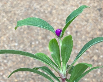 Globe Amaranth Live plant with buds and blooms, Free ship, Vaadamalli, makhmali