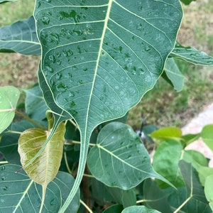 Ashwatha Leaf 10+ fresh,  Sacred fig, Ficus religiosa, bodhi tree, pippala peepul peepal ashwattha
