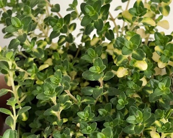 Doone Valley Thyme live plant, Free ship, Thymus Donne valley