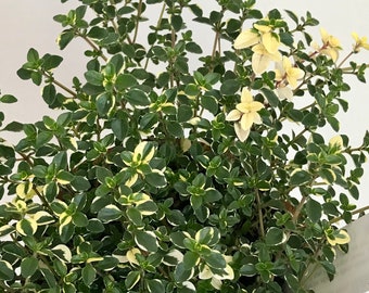 Foxley Thyme plant, Organic, Live Perennial herb plant, Free ship,
