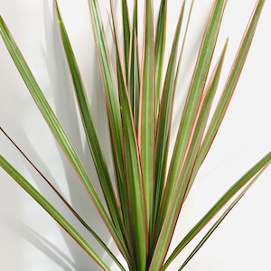Dragoon Tree Plant, 1 ft. + tall plant, Dracaena marginata, Free ship w/o Pot
