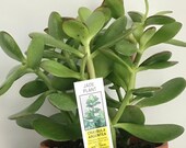 Live Jade Plants in 5 quot plastic pot, Crassula Argentea, Lucky Money Plant - Gorgeous Houseplant