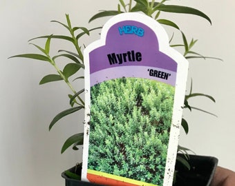 Myrtle 'Green' plant, Myrtus Communis 'green' plant,  Free ship w/o pot